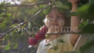 水果园里成熟的红樱桃的儿童泪